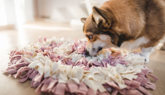 Incredibly Beneficial Toy for Your Dog: Snuffle Mat