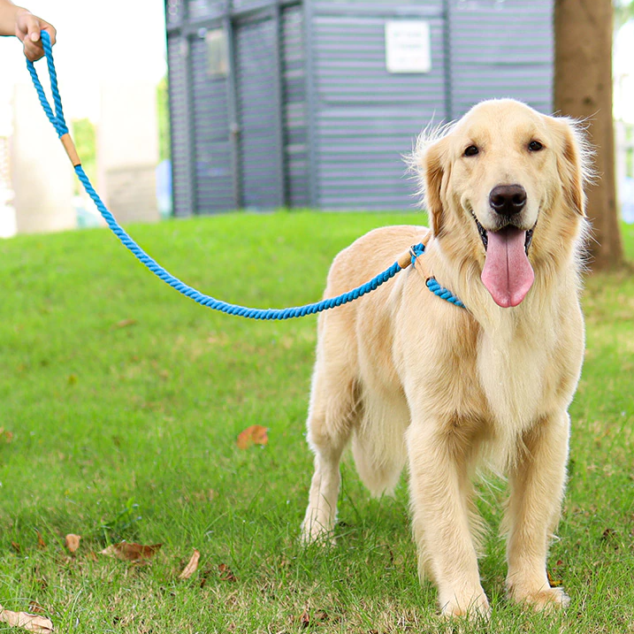 Blue Rope Slip Leash & Collar - Dogs and Horses