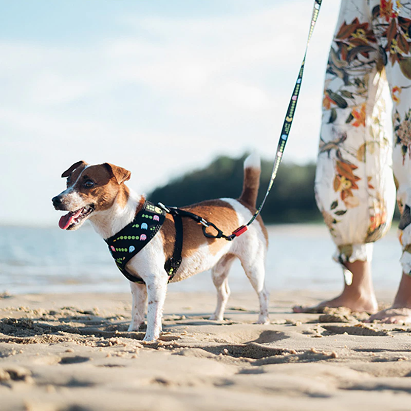 Bari Lightning Harness - Dogs and Horses