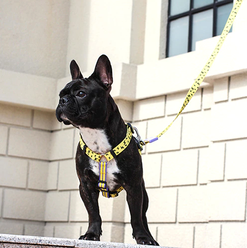 Bari Meteor Leash - Dogs and Horses