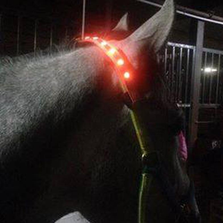 Horse Halters Head Straps LED Lights - Dogs and Horses