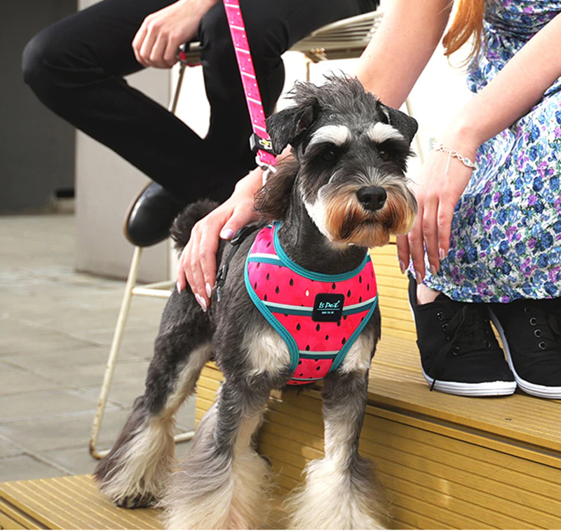 Bari Lightning Harness - Dogs and Horses