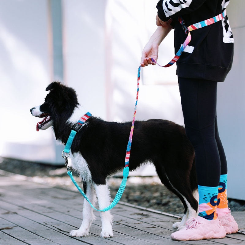 Capri Sunrise Collar & Leash Set - Dogs and Horses