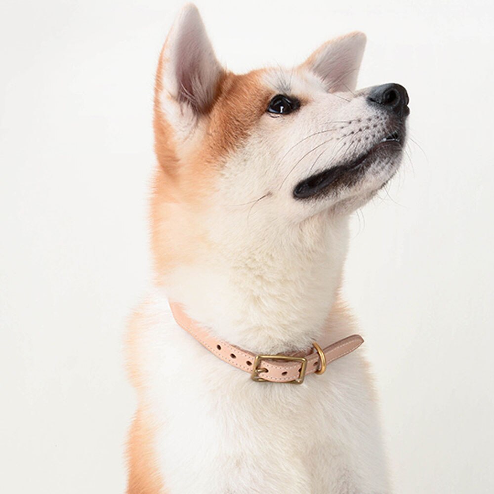 Venice Orange/Blue Collar - Dogs and Horses