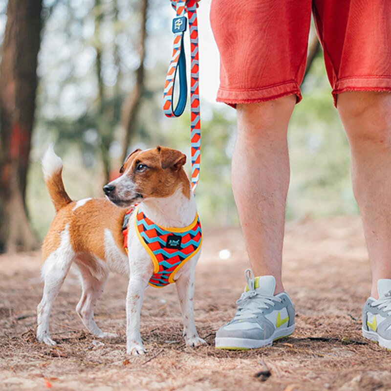 Bari Watermelon Harness - Dogs and Horses