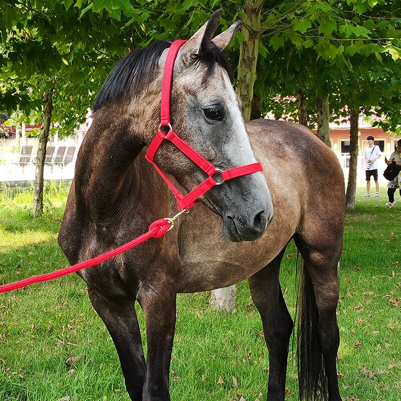 Anti-friction Halter / Headcollar (3 colors) - Dogs and Horses