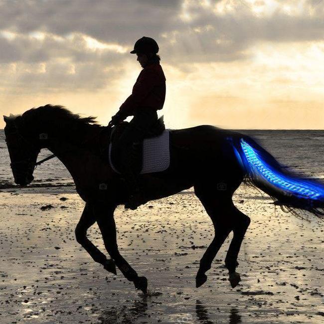 Horse Tail Lights - Dogs and Horses