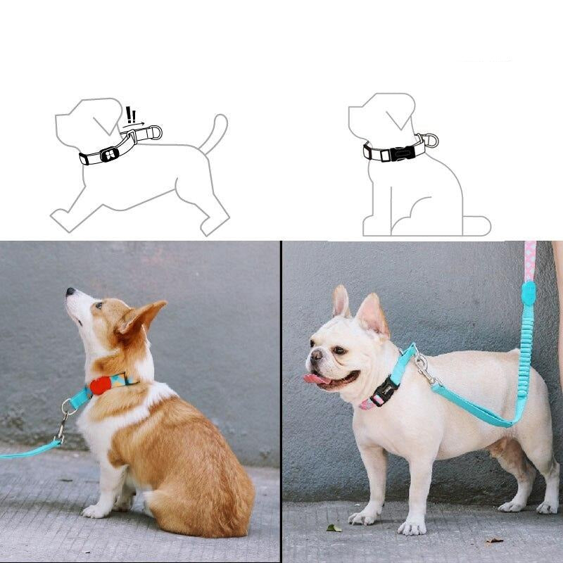 Capri Sunrise Collar - Dogs and Horses