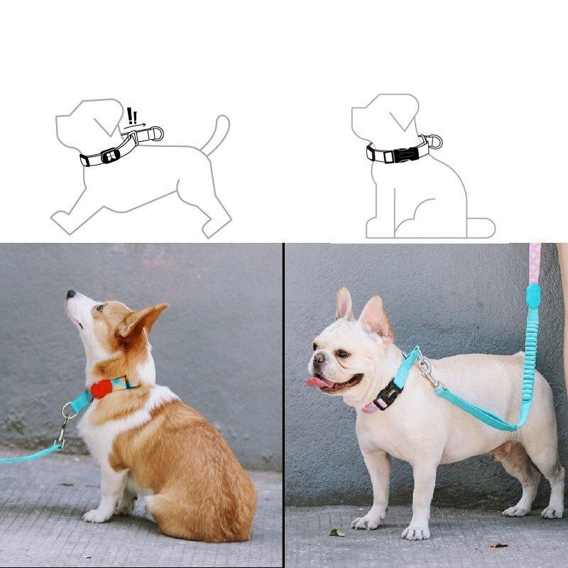 Capri Nana Collar & Leash Set - Dogs and Horses