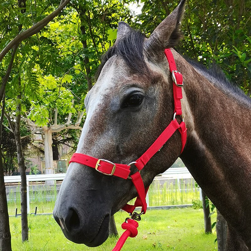 Anti-friction Halter / Headcollar (3 colors) - Dogs and Horses
