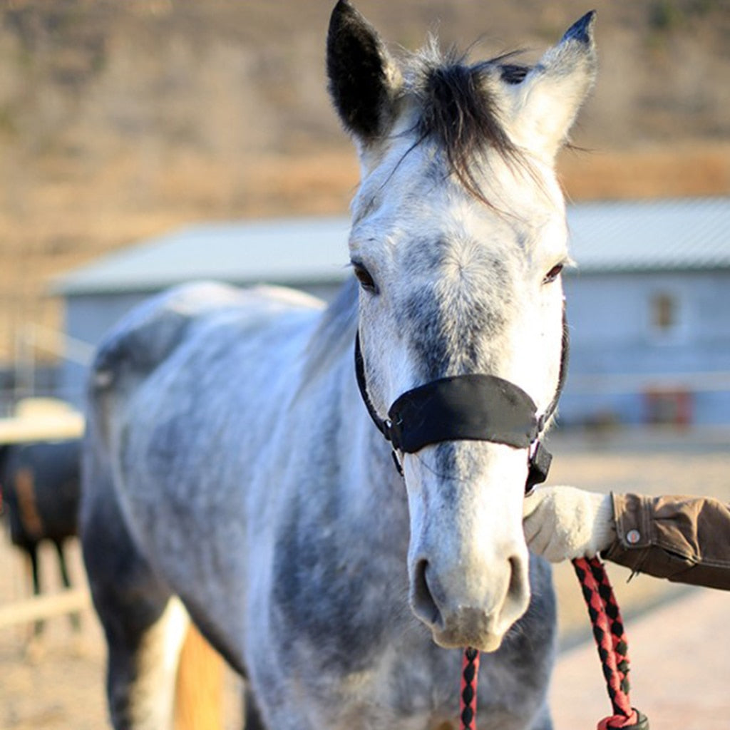 Black Padded Halter / Headcollar - Dogs and Horses
