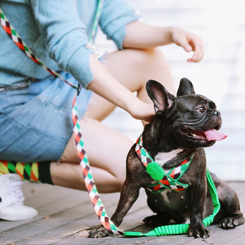 Capri Pop Harness & Leash Set - Dogs and Horses