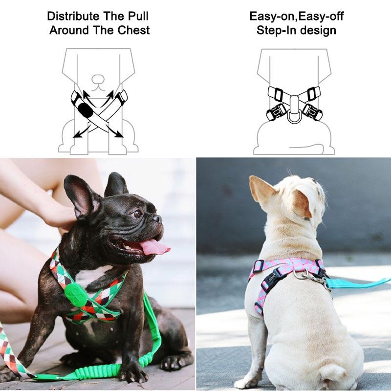 Capri Pop Harness & Leash Set - Dogs and Horses