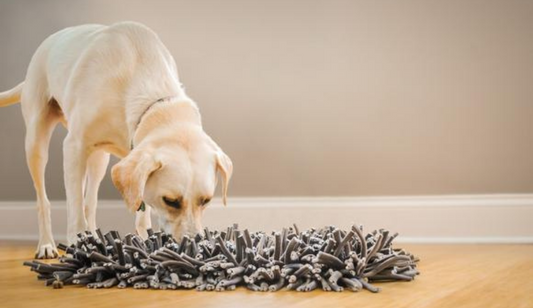 Benefits of Getting A Snuffle Mat for Dogs