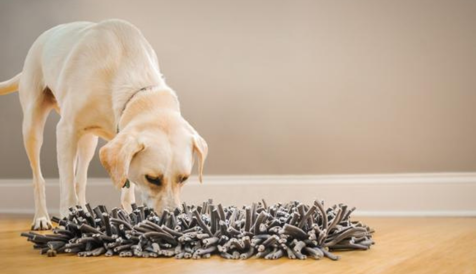 Snuffle mats are not only fun but also provide some health