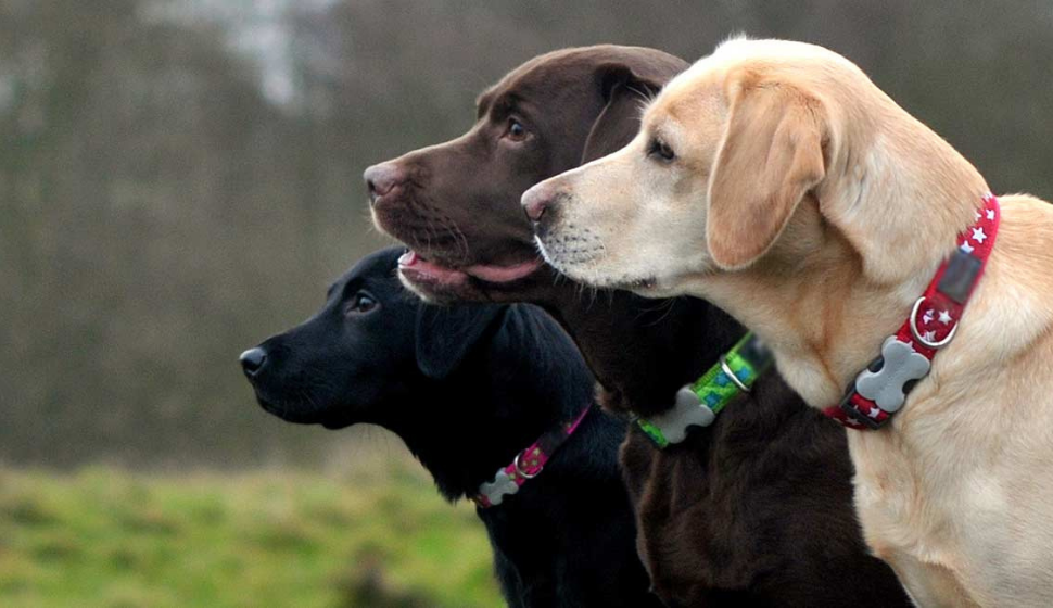 Dog Breeds Average Neck Size