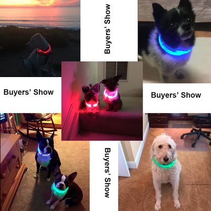 Luminous Dog Collar - USB Rechargeable - Dogs and Horses