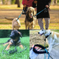 Black Reflective Padded Leash - Dogs and Horses