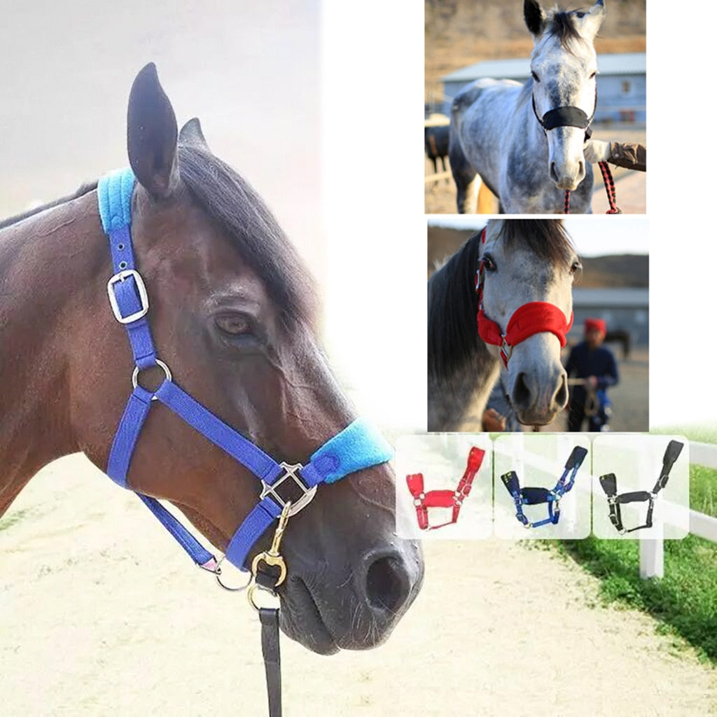 Blue Leather Halter Horse Padded high quality Headcollar