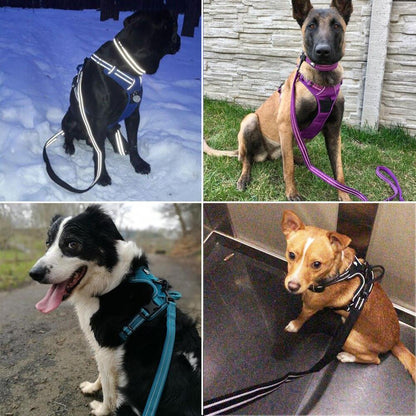 Collodi Black Harness & Leash Set - Dogs and Horses