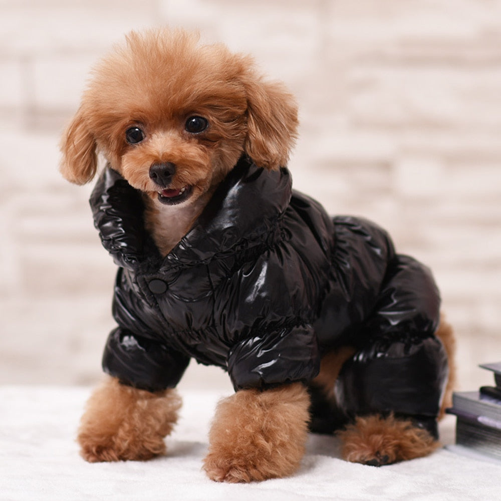 Waterproof jacket for top dogs