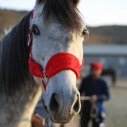 Red Padded Halter / Headcollar - Dogs and Horses