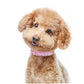 Pink Glittering Personalized Collar - Dogs and Horses