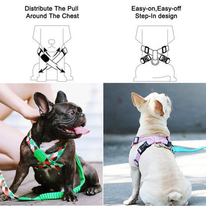 Capri Pop Harness & Leash Set - Dogs and Horses